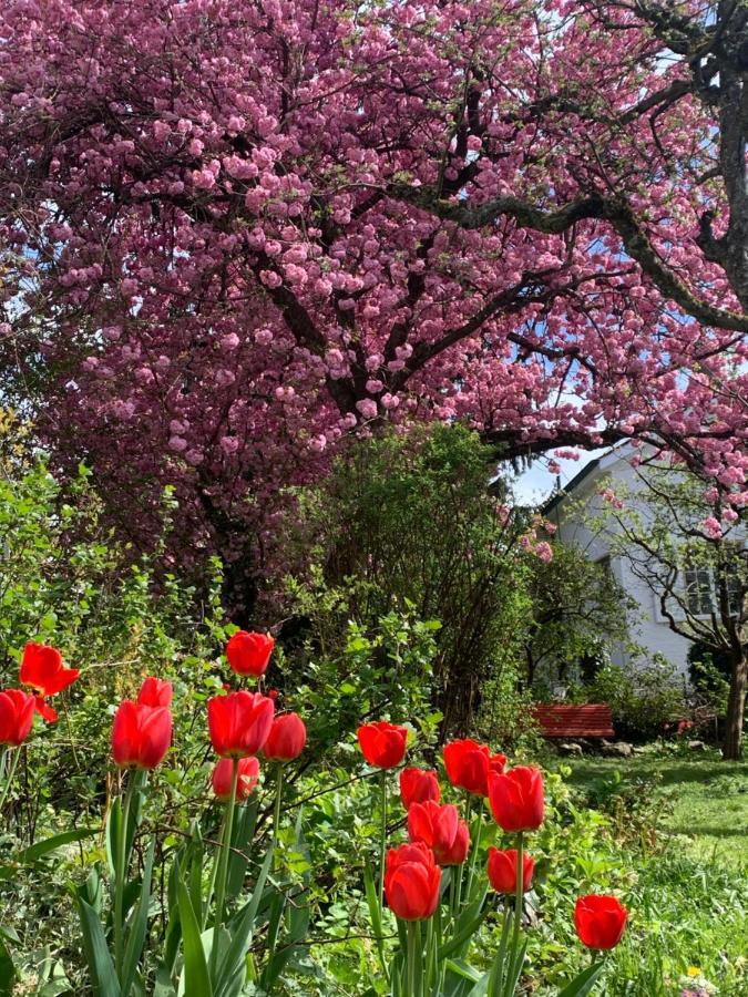 Au Jardin Bed & Breakfast Zuchwil Eksteriør bilde